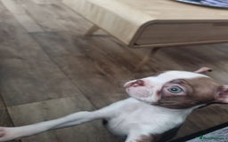 Boston Terrier dogs for sale: Boston Terrier pups - Image 28