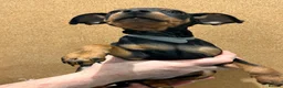 Miniature Pinscher dogs for sale:  Beautiful Purebred Miniature Pinscher Puppies  in Wakefield - Advert 30