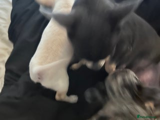 Chihuahua dogs Full tiny chi pups - Advert 1