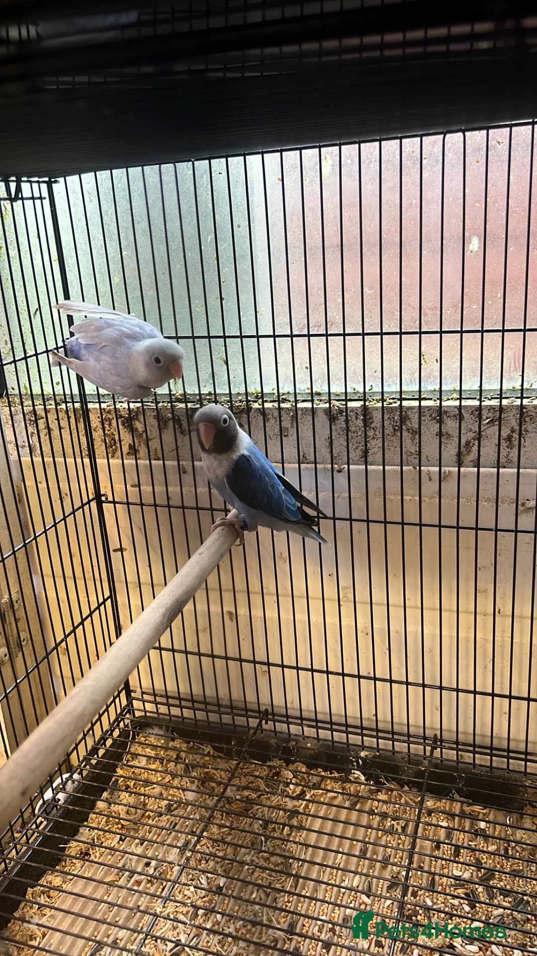 Lovebirds birds for sale: Black Cheek Lovebirds  in North Shields - Advert 1