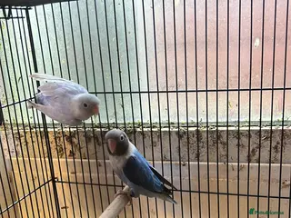 Lovebirds birds for sale: Black Cheek Lovebirds - Advert 2