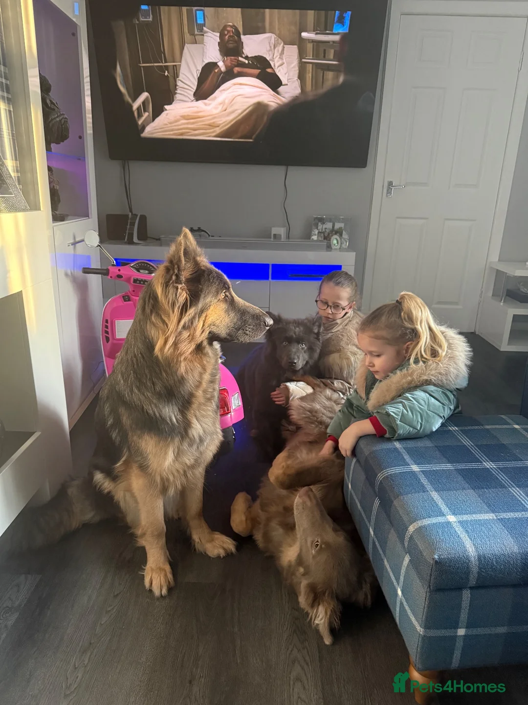 German Shepherd dogs for sale: Straight backed, DM CLEAR. Isabella and solid blue - Advert 20