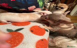 Chihuahua dogs for sale: For sale  - Advert 2