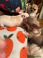 Chihuahua dogs For sale - Advert 3