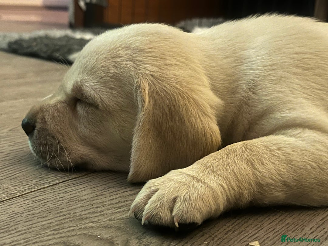 Labrador Retriever dogs for sale: 8 super Labrador pups 4 girls 4 boys**NEW PHOTOS** - Image 11