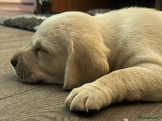 Labrador Retriever dogs - Advert 22