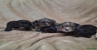 Cocker Spaniel dogs - Advert 3