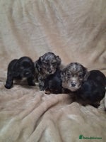 Cocker Spaniel dogs - Advert 3