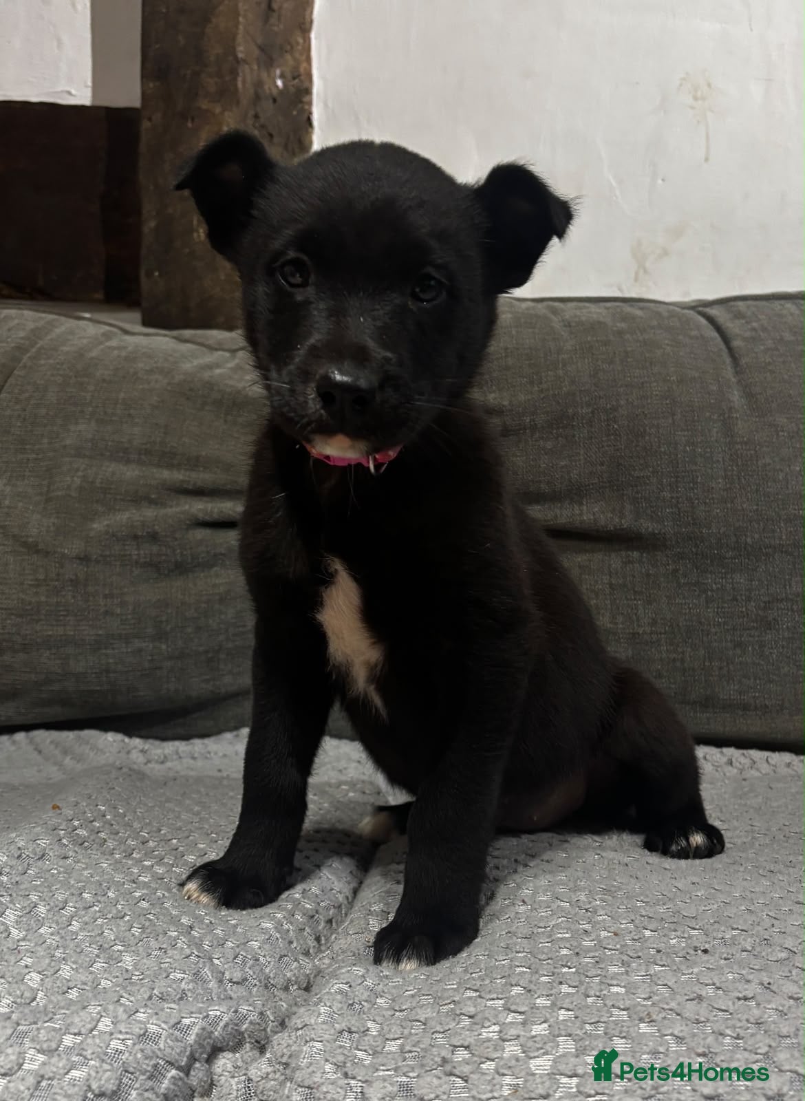 Mixed Breed dogs Lovely border collie cross girl - Advert 7