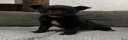 Mixed Breed dogs for sale: Lovely border collie cross girl in Ruthin - Advert 1