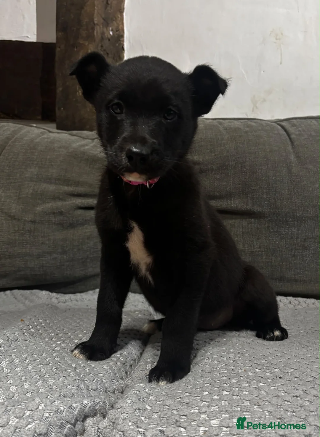 Mixed Breed dogs for sale: Lovely border collie cross girl in Ruthin - Advert 1