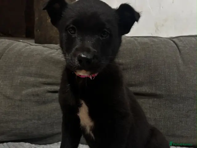 Mixed Breed dogs Lovely border collie cross girl - Advert 7