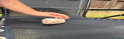Hamster rodents for sale: Syrian hamster  - Advert 1