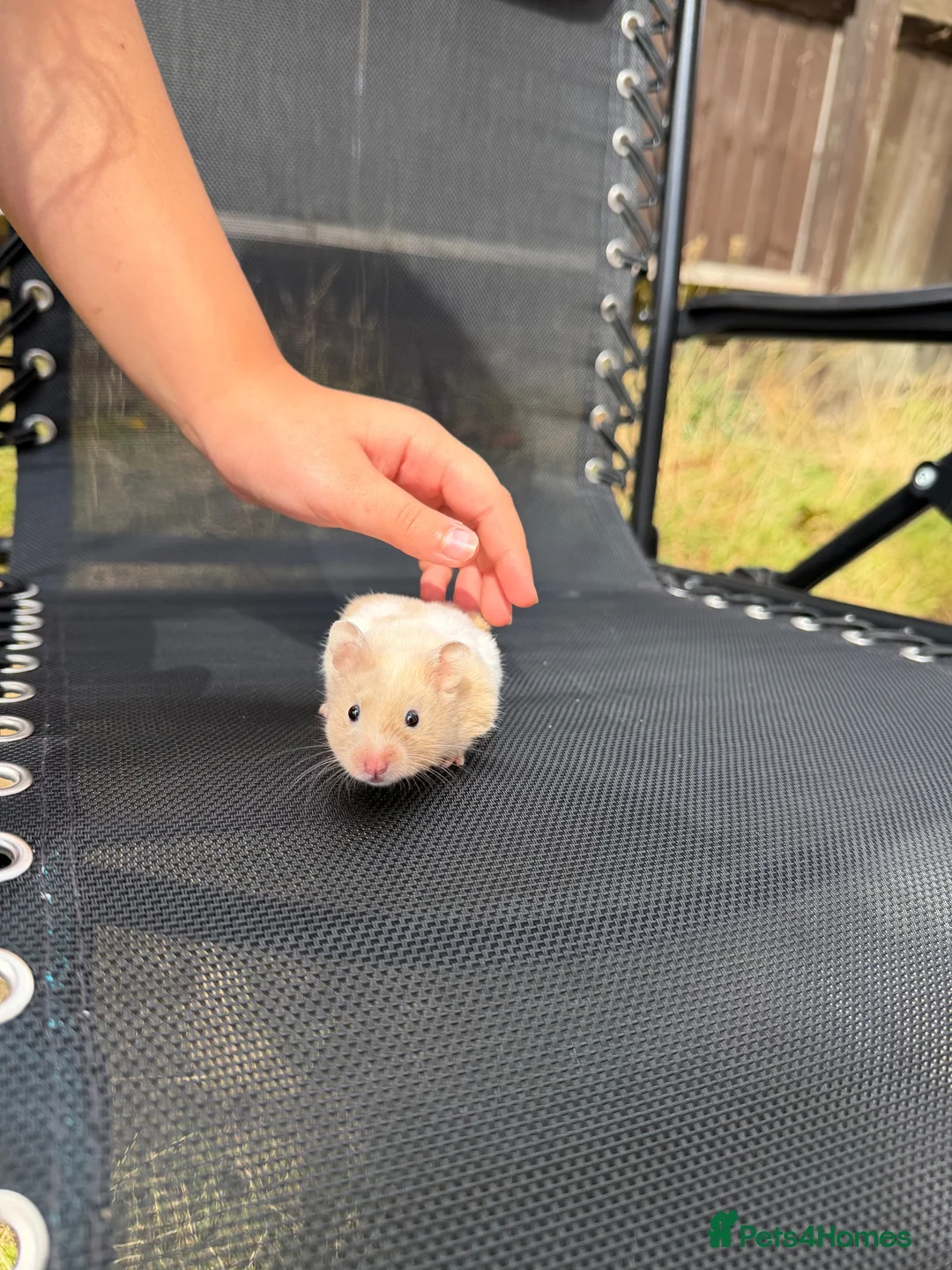 Hamster rodents for sale: Syrian hamster  - Advert 1