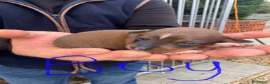 Patterjack 3