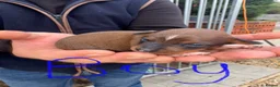 Patterjack dogs for sale: Beautiful Patterjacks puppies  - Advert 3