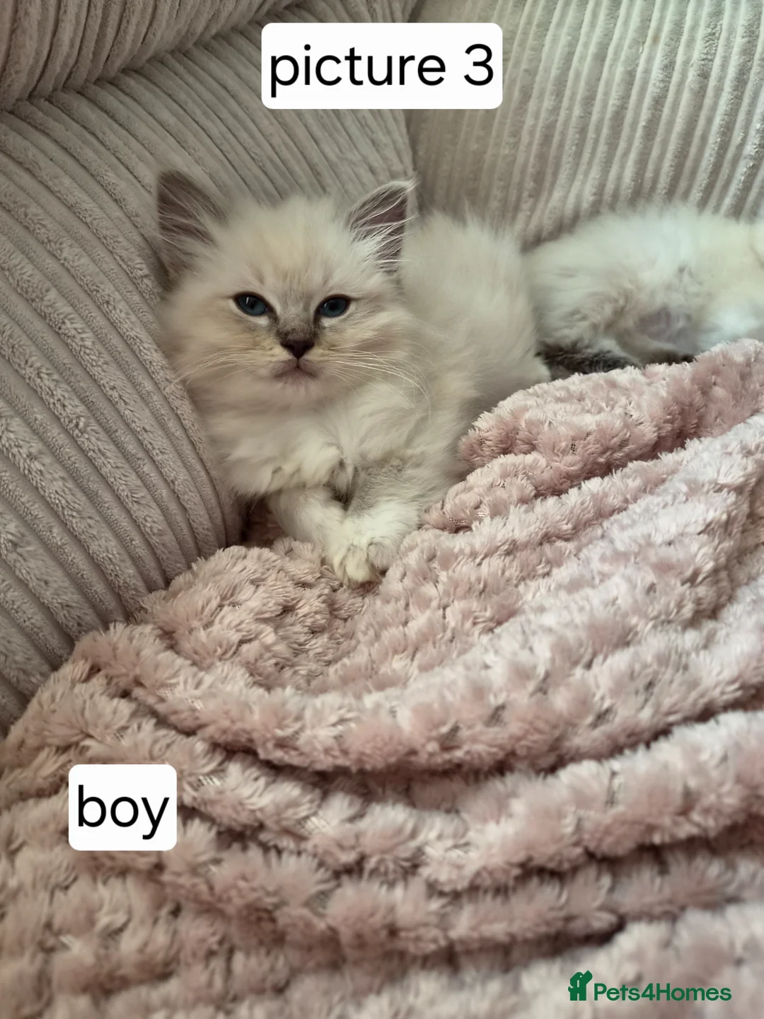 Ragdoll cats for sale: Beautiful pure ragdolls - Advert 1