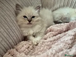 Ragdoll cats Beautiful pure ragdolls - Advert 9