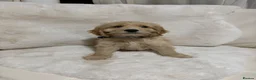 Cockapoo dogs for sale: F1 Golden cockapoo puppies  - Advert 6