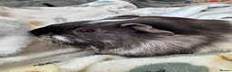 Guinea Pig rodents for sale: Guinea Pigs  - Advert 21
