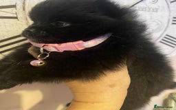 Pomeranian dogs for sale: Pomeranian puppies  - Image 20