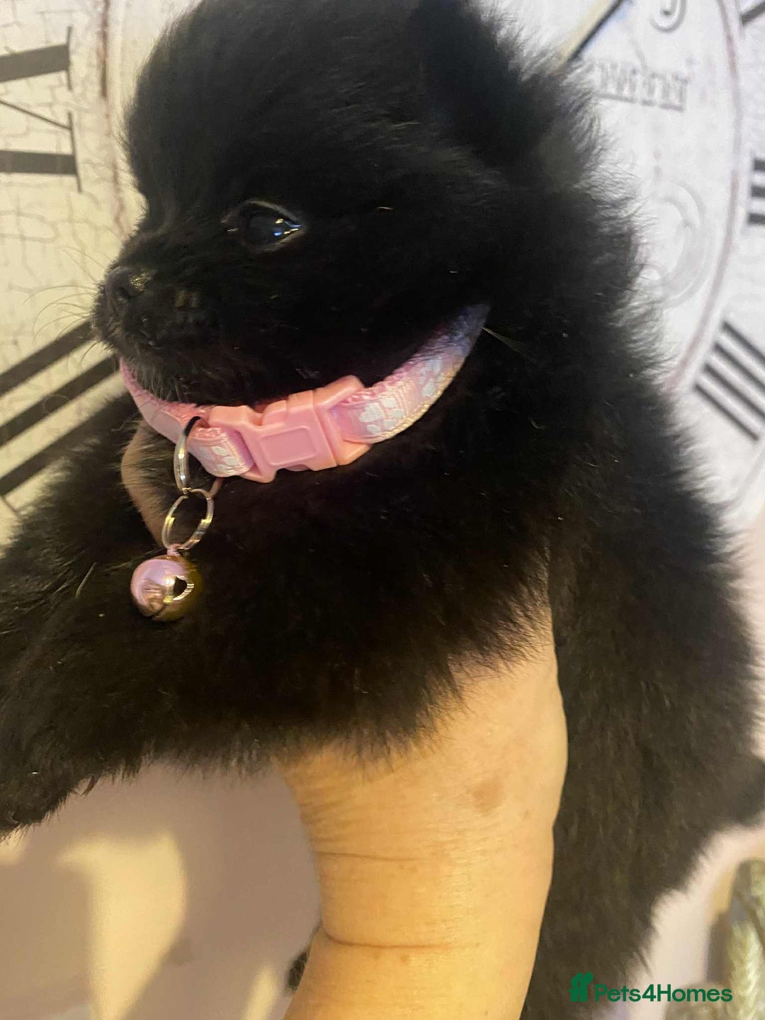 Pomeranian dogs for sale: Pomeranian puppies  - Image 20