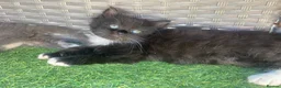 Mixed Breed cats for sale: 4 fluffy kittens - Advert 4