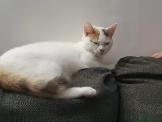 Mixed Breed cats 5 beautiful kittens ready from 15/2/26 - Advert 1