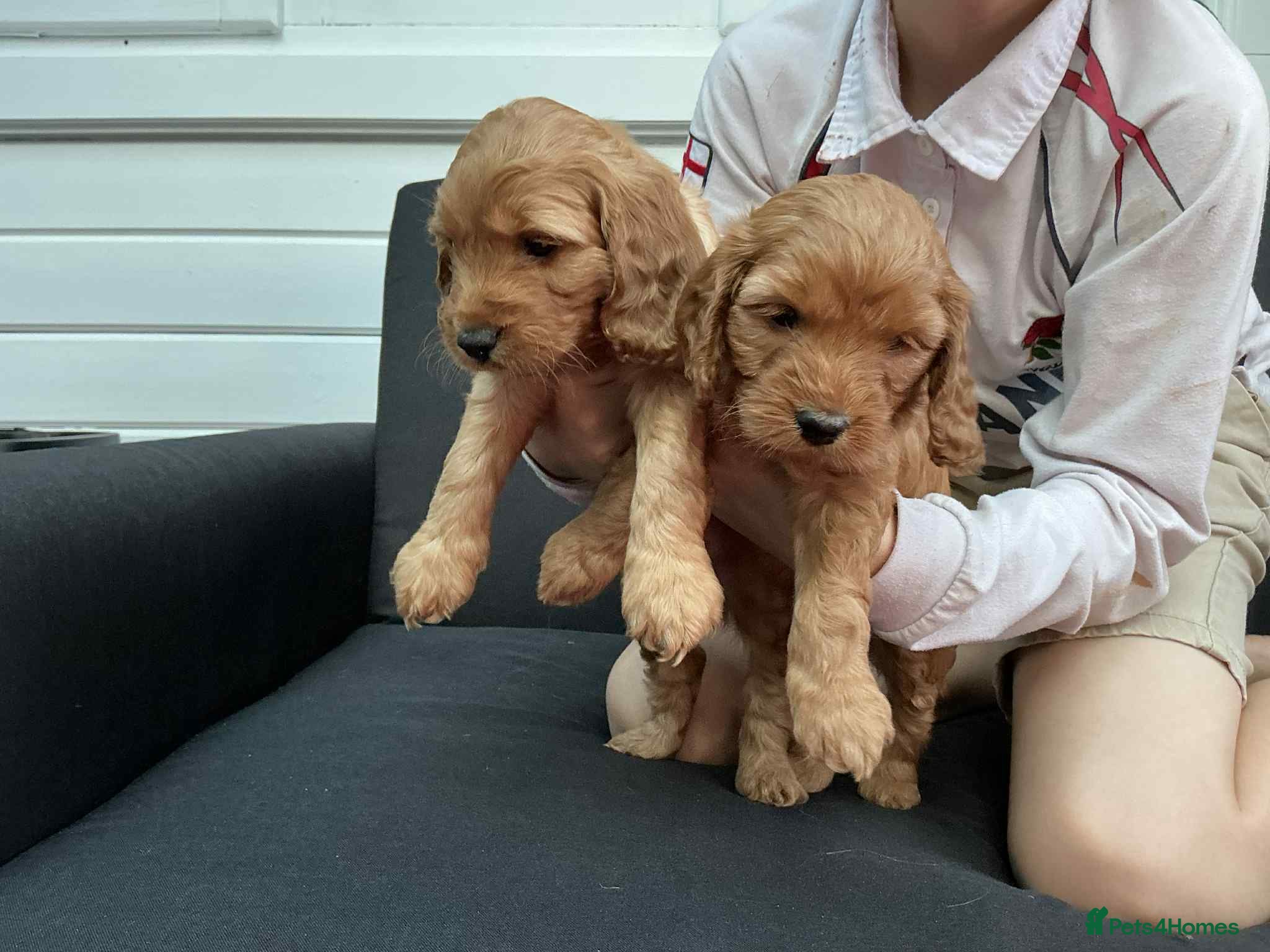 Cockapoo dogs Cockapoo puppies! - Advert 6
