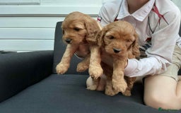 Cockapoo dogs for sale: Cockapoo puppies! - Image 2