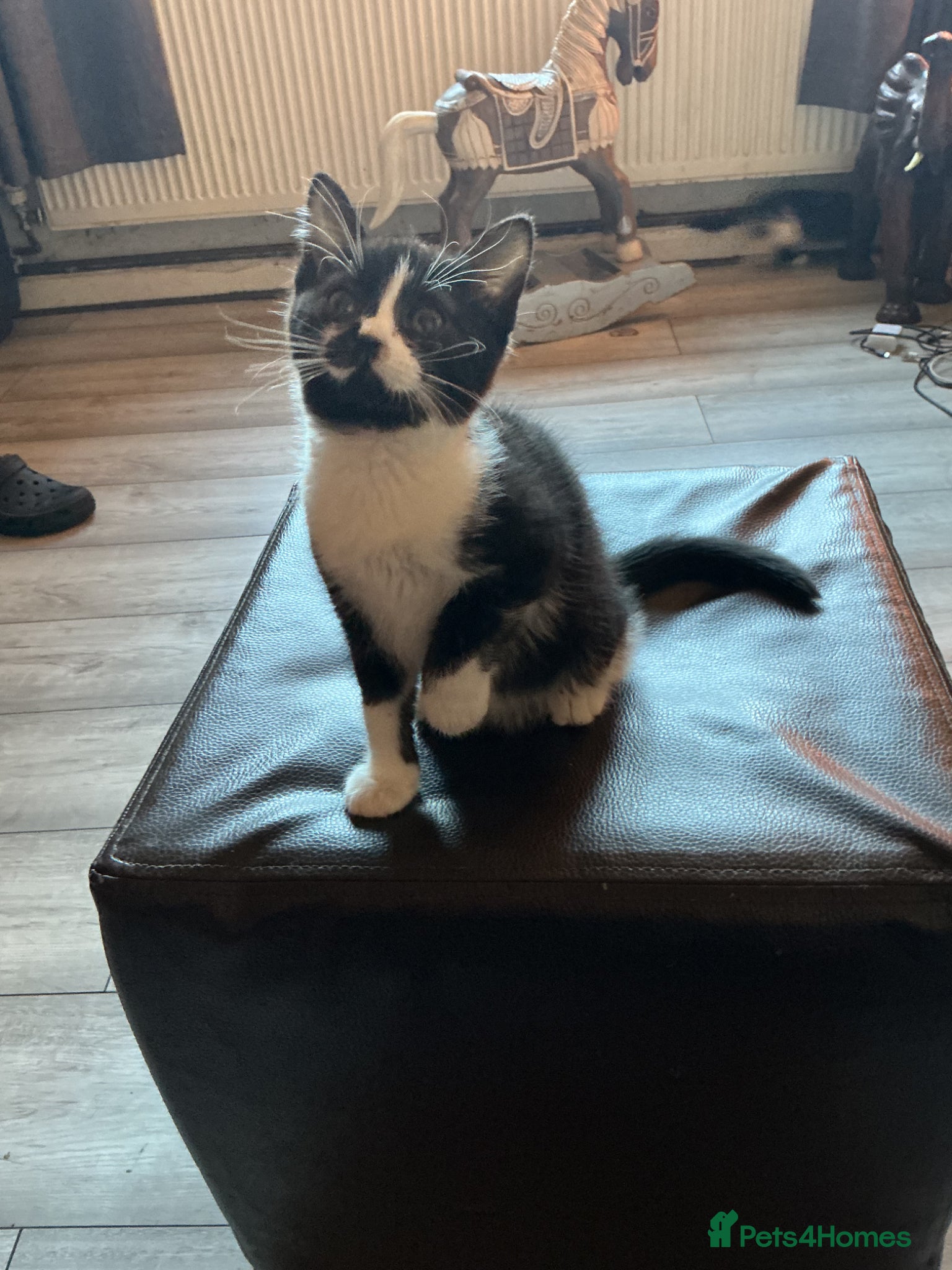Mixed Breed cats British shorthair x - Advert 4