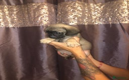 Pug dogs for sale: Pug puppies - Image 6