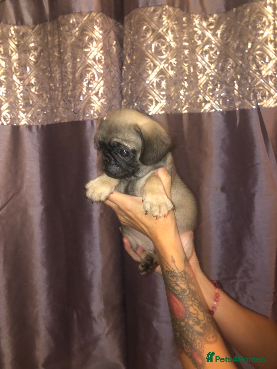 Pug dogs for sale: Pug puppies - Image 6