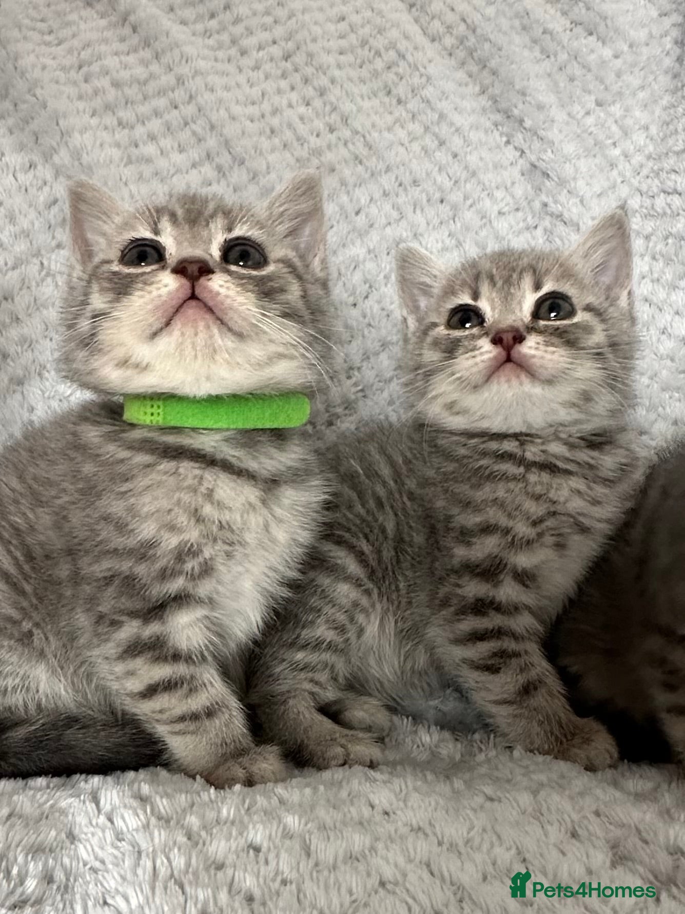 British Shorthair cats Beautiful BSH Grey Stripe Purebread Kittens - Advert 2
