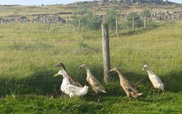 Ducks poultry for sale: Indian Runner Ducks - Image 6