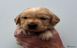 Goldador dogs for sale: F1 Golador puppies for sale  - Image 1
