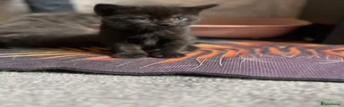 American Wirehair 5