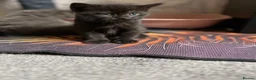 American Wirehair cats for sale: American wirehair/Long hair kittens for sale  - Advert 8