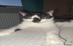Domestic Shorthair cats for sale: 3 sweet black and white kittens  - Image 7