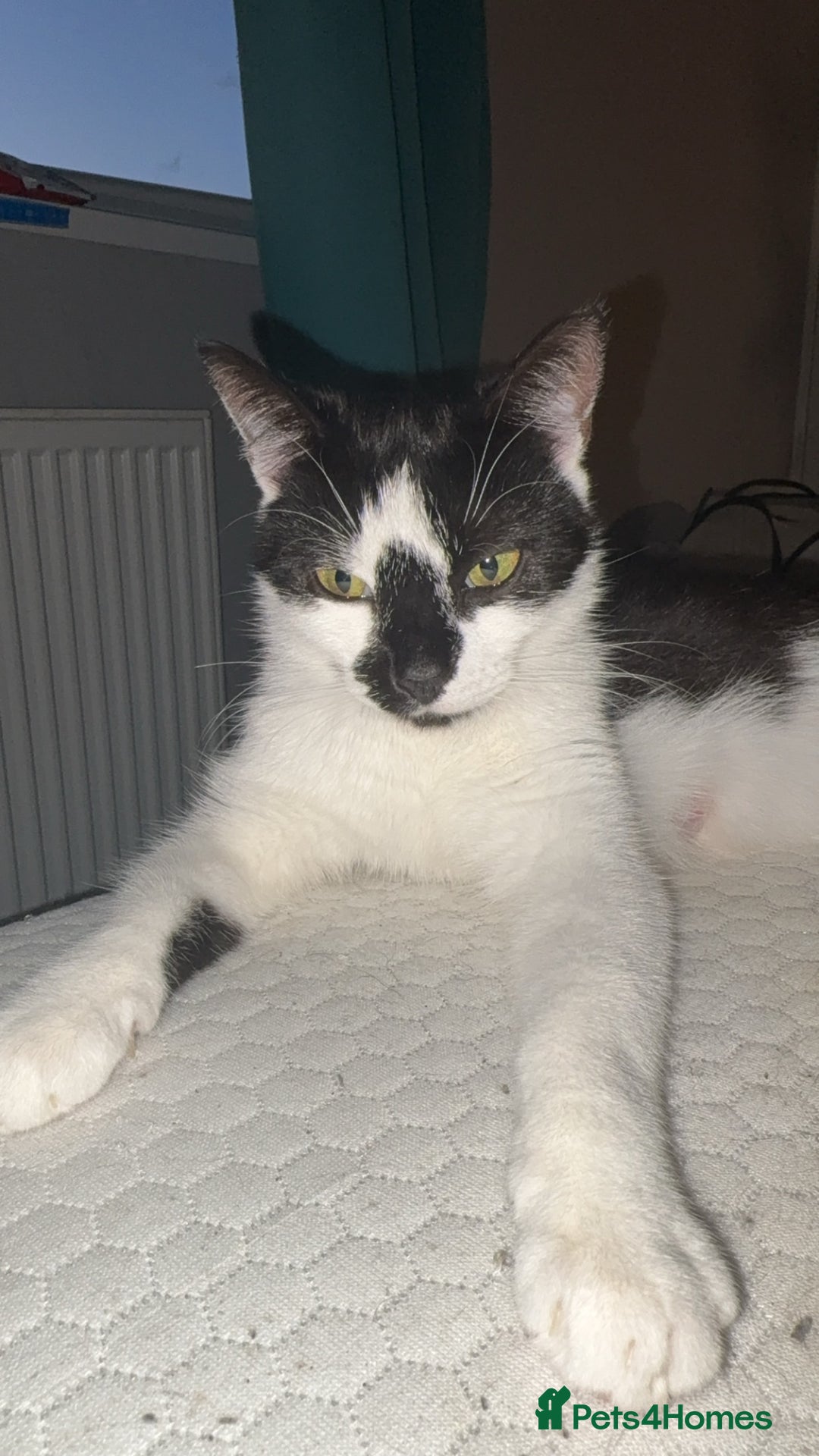 Domestic Shorthair cats for sale: 3 sweet black and white kittens  - Image 7