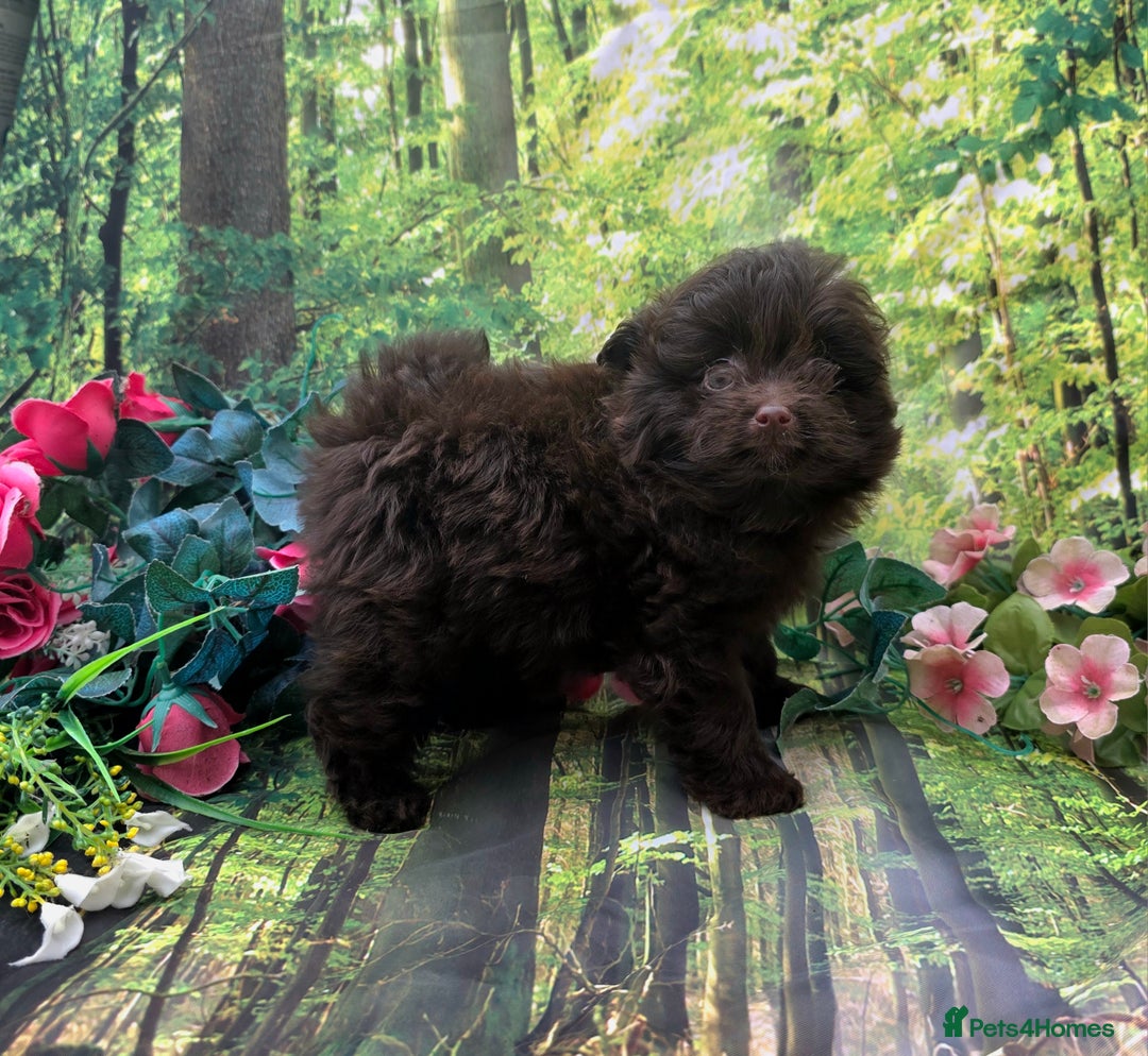 Pomapoo dogs for sale: 🩷ROSIE AND JIM💙 F1 POMAPOO BABIES - Image 9