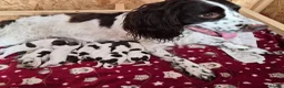 English Springer Spaniel dogs for sale: KC registered English Springer Spaniels - Advert 4