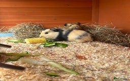 Guinea Pig rodents for sale: 3 sow Guinea pigs  - Image 1