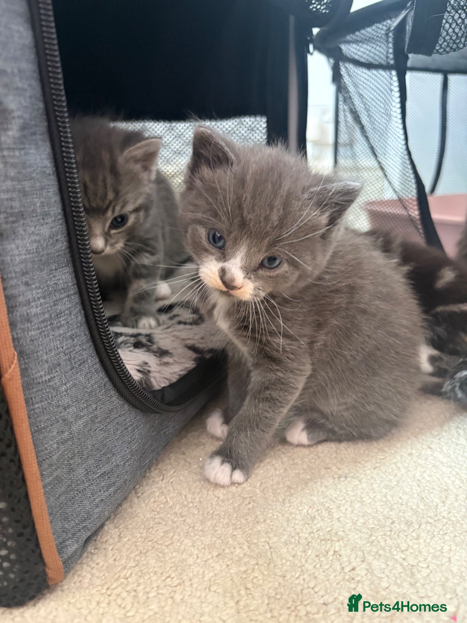 Mixed Breed cats Mixed breed litter  - Advert 16