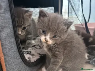 Mixed Breed cats Mixed breed litter - Advert 16