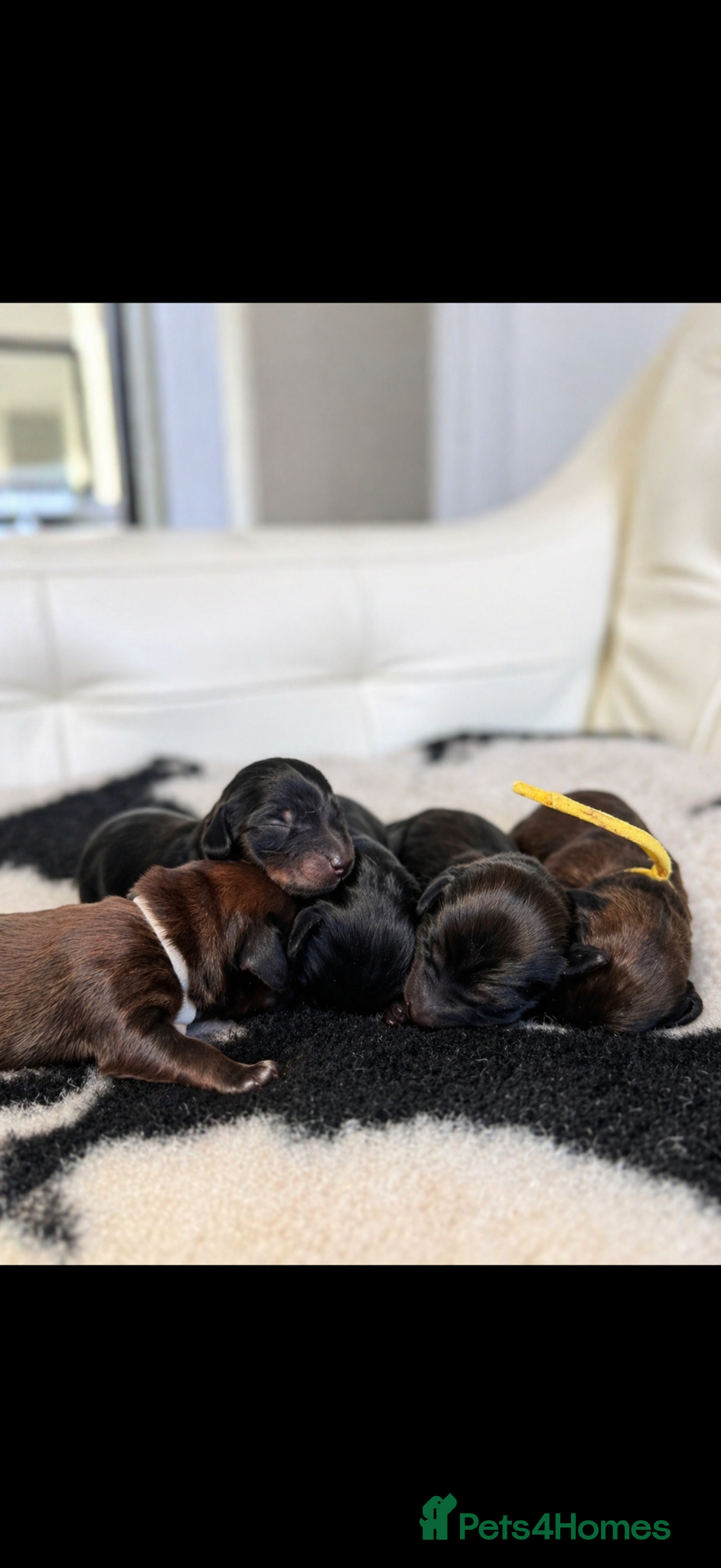 Miniature Dachshund dogs 🐾 KC Registered Long-Haired Miniature Dachshund - Advert 1