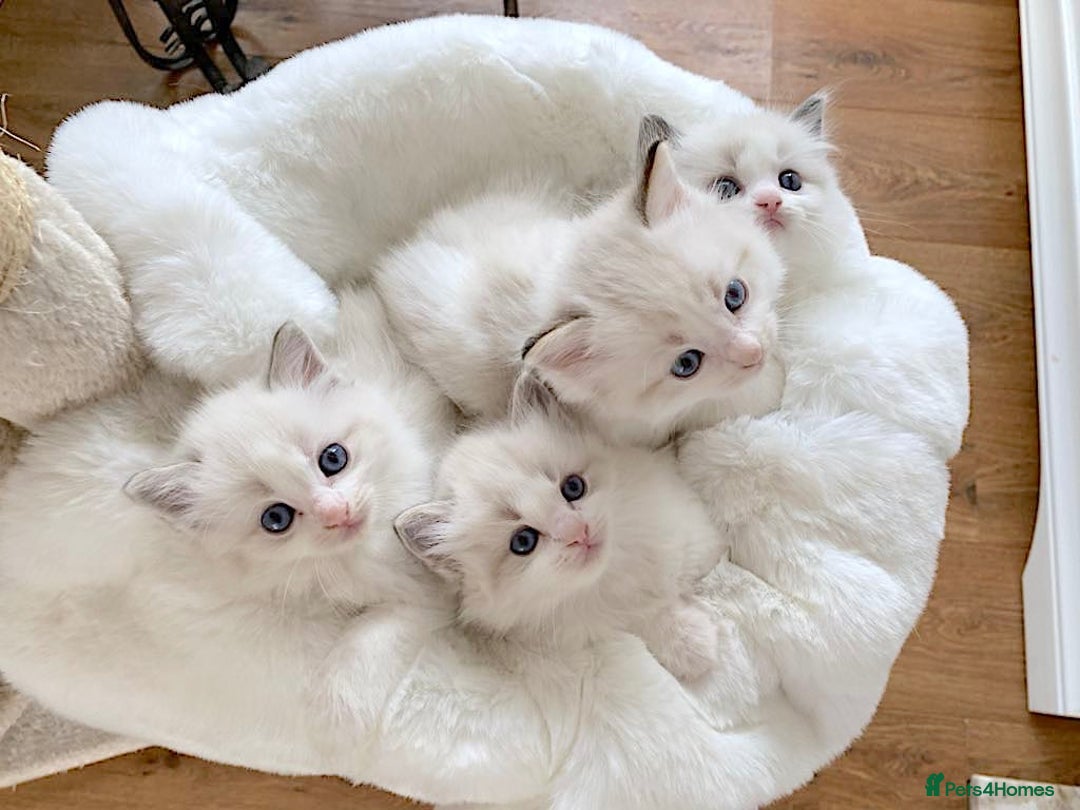 Ragdoll cats for sale: INDOOR FULL PEDIGREE RAGDOLL KITTENS - Advert 9