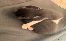Mixed Breed cats for sale: Two beautiful kittens 🐈‍⬛ - Image 5