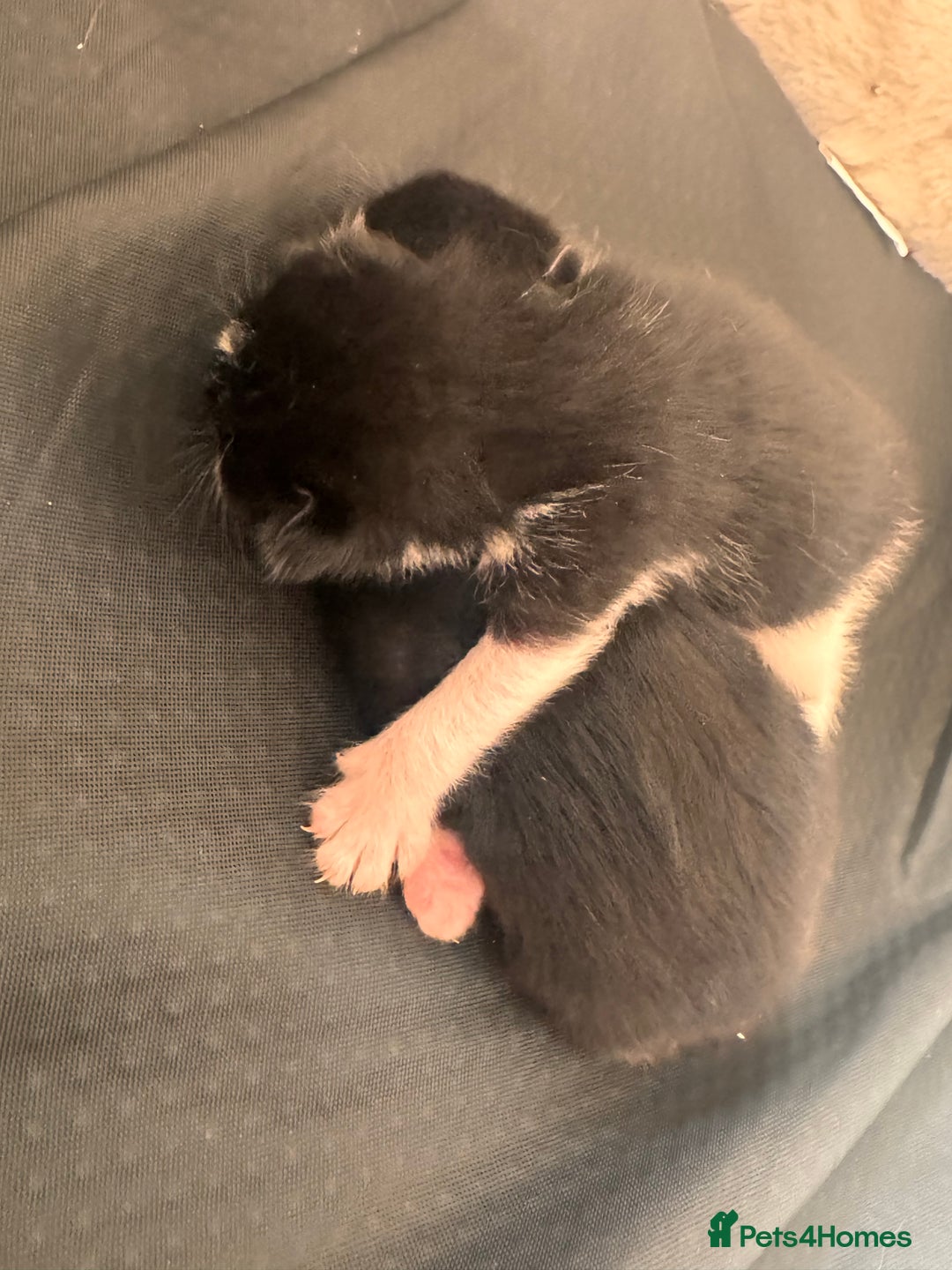 Mixed Breed cats for sale: Two beautiful kittens 🐈‍⬛ - Image 5