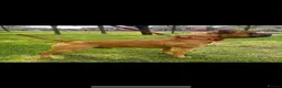 Staffordshire Bull Terrier dogs for sale: Red. Staffordshire bull terriers  - Advert 6